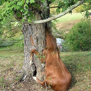 1.5M views · 1K shares | 煉煉煉 Human Help Foal Zebra Reunion With Family 煉煉煉 | Giant Animals TV | Facebook