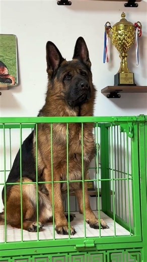 #germanshepherd #gsds #facts #puppy #pets #dog #viral #gsd