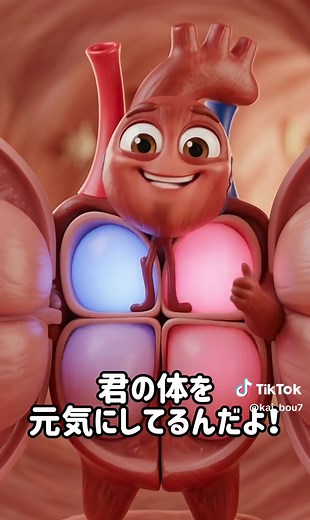心臓の構造と血液の循環について