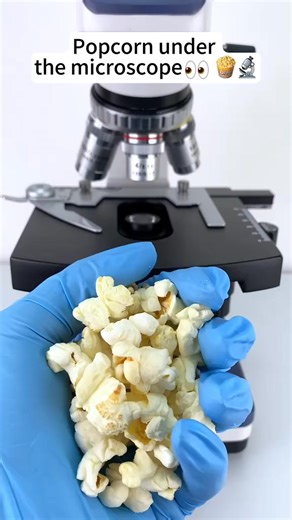 popcorn look cool at 400x magnification! #microscope | Microscope 4You | Facebook