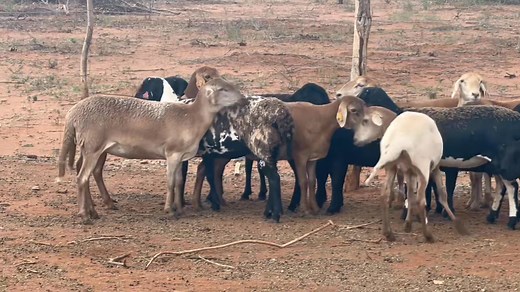 MEATMASTER SHEEP FOR SALE This is a good opportunity to start farming with this highly sought after breed. Sold as a batch of 15 ewes 3 lambs Price P60 000.00 Located in Kgatleng,ko masimong a Mmakgomo,30kms from Mochudi.(heartwater area) Call 71482148 | Sahara GOAT Breeders