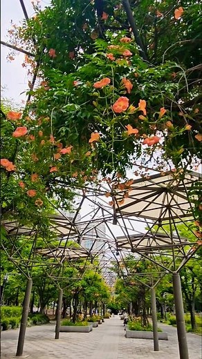부천 중앙공원 능소화 아름다운풍경 예쁜하늘 파란하늘 예쁜꽃 꽃 예쁜배경 #flowers #꽃날 #꽃길 #꽃