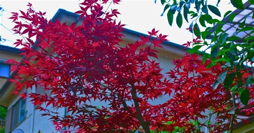 Japanese Maples: Gardener shares tips on caring for plant
