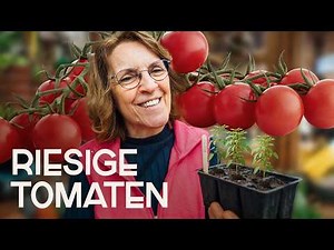 Growing tomatoes like a pro: From cultivation to a rich harvest
