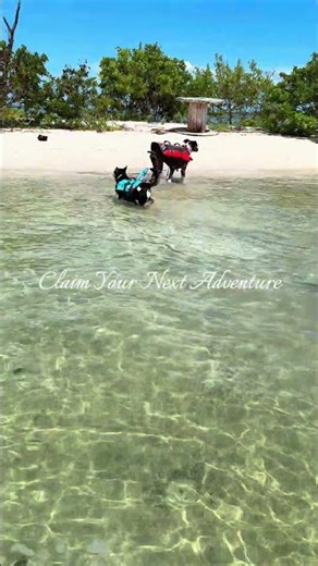 Claim Your Next Coastal Adventure! #floridaislands #fishing #floridakeys #travel #luxury