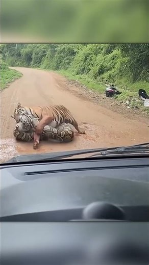 Tiger vs Giant Anaconda Was Pure Wild Chaos