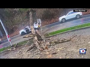 Video shows massive tree crashing down onto unsuspecting vehicle