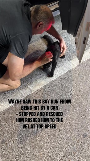 Heartfelt Tribute to a Rescued Kitten's Final Journey