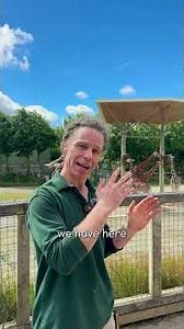 Dublin Zoo - World Giraffe Day