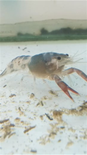 Giant Lobster Close-Up 😱🦞 | Nature Amazing Shorts/Ghost lobster 🦞