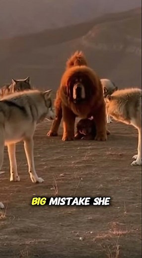 She Saw It Coming! 😱 Tibetan Mastiff vs. 4 Wolves (Counter-Attack) #shorts #dogvswolf