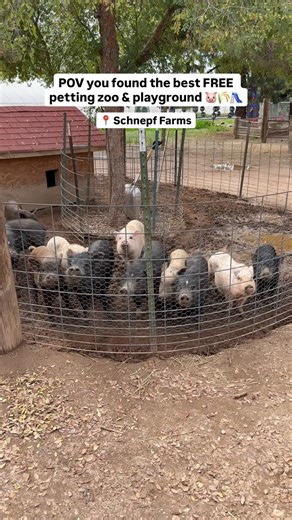 Looking for a fun activity to do with the family? 🌾🐐 We’ve got the perfect thing! Come visit our farm Th - Sun and enjoy the petting zoo, obstacle course playground, train ride (small charge) and our Bakery & Cafe/Coffee Shop. There’s tons to do and it’s the best way to get out all those wiggles 🥰☀️ See you soon! #schnepffarms #farmlife | Schnepf Farms