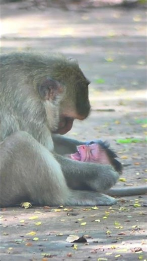 tiny baby monkey crying please help me #shortvideo #monkey