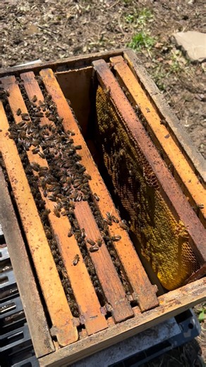 2025: the year the bees came into my life! 🐝🙏 I am now 6 months into the Bee Venom Therapy for Lyme Disease protocol. I began June 1st ‘25 with stinging and at that time I was still very undernourished from swallowing difficulties, dealing with a host of neurological issues and disabling symptoms. Prior to BVT (bee venom therapy), I did a lot of other treatments over these past 6 years of living with tick borne illnesses and mold illness, but I intuitively knew the bees would be the last piece