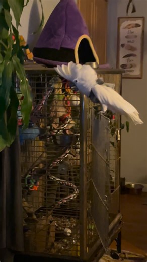 27 reactions · 23 comments | They say… cockatoos only make good pets for those who are already insane! Well… what does that say about me? #cockatoos #parrots #adoptedcockatoo #birds #ParrotParents #engagednotcaged #savealifeadoptNo | Web in the woods Farm | Facebook