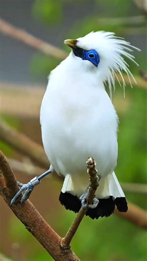 Beautiful Birds Sound With Defferent Verietys #birdlovers #birds #birdsong