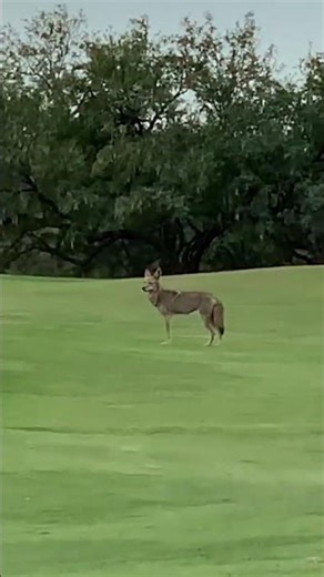 Coyote 🐺 and Road runner... #looneytunes #roadrunner #coyote