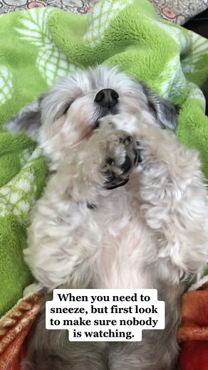 Adorable Teddy Bear Sneezes Caught on Camera!