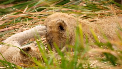 女 The drama is at an all-time high! A rogue group of young Xudum Pride lionesses throws a wrench into the system in the north. Cheetah Pobe faces a devastating loss. Leopard Lediba is running on empty trying to hunt for her cub. Every minute is a fight for life. Find out who survives the challenges of the bush. Watch "Big Cats 24/7" tonight at 8PM on CH 36. | Milwaukee PBS | Facebook