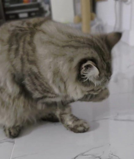 Cleaning in-progress🫠🤗😍 #cutecat #catlovers