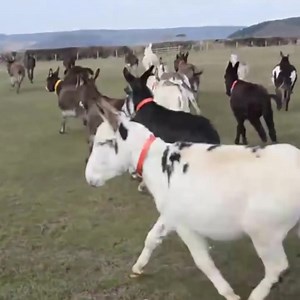 43K views · 9.6K reactions | We're halfway through the week...  | The Donkey Sanctuary | Facebook