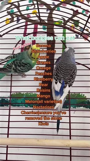 #budgies#fyp#fruit theese are most of the fruit budgies can eat 😊 | Budgie Bird