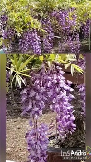 長久保公園💠第二回盆藤展💠ボタニカルエリア🎄植物由来の空間✨2026年4月14日✨