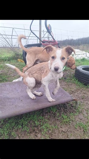 so cute #rescuedog #cutedogs #cutepuppy