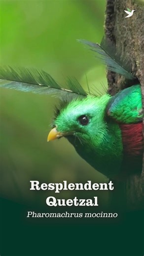 Discover the Resplendent Quetzal: Mesoamerican Jewel Bird