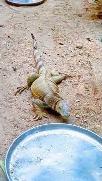 Asian Animals #thailand #nature #animals #animallovers #zoo