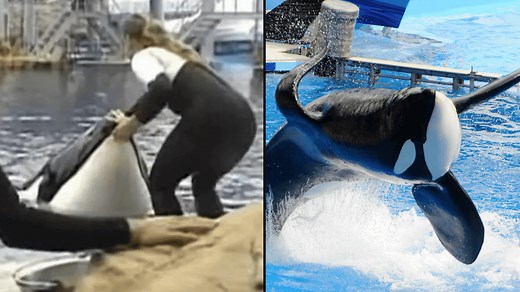 SeaWorld orca whale Tilikum's life after he was involved in three deaths including trainer