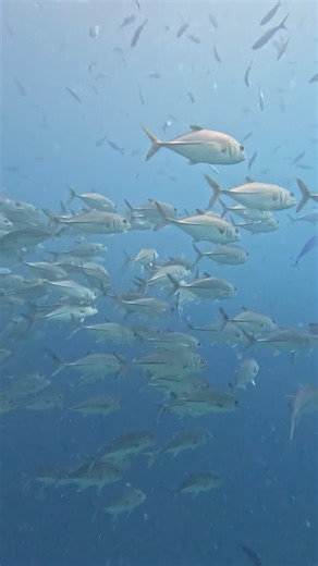 Photography by Arabella on Instagram: "Schooling fish stay together for protection from predators, feeding opportunities, finding a mate and use less energy for traveling due to streamlining. Some studies also indicate that staying in schools can reduce fish stress levels. #schoolingfish #coralreef #marineconservation #oceanphotography #gopro #diving"