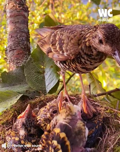 7.4K views · 71 reactions | Why do mama eat their baby's poop? | Watercooler Animals | Facebook