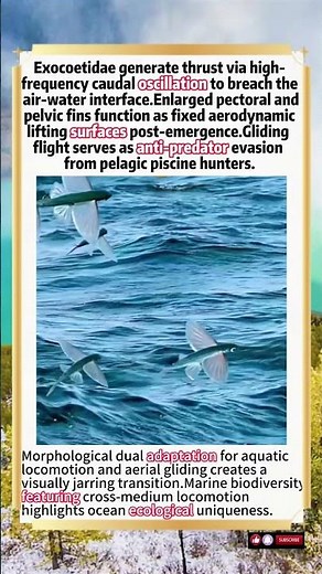 Hydrodynamic Takeoff & Aerodynamic Gliding Mechanisms Of Exocoetidae Flying Fish#wildlife #animals