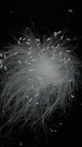 136 reactions · 6 comments | Meet Beggiatoa sp. Probably my favorite bacteria.裂裂 Although they appear completely still when viewed through a microscope, it only takes a little patience to discover that they never stop moving! Time-lapse photography ️ is very useful for capturing these types of processes. . . . #science #biology #microscopy #timelapse | Science into Images | Facebook