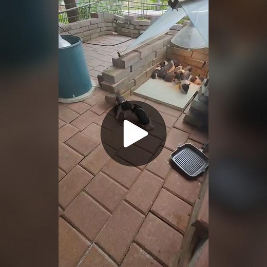 Playful Piglets Exploring a Backyard Patio