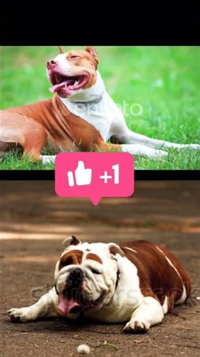 Pitbull vs Bulldog 🐶 Fit Dog vs Fat Dog #shorts#dogshorts#pitbull #bulldog