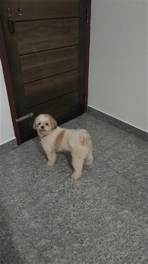 തുറന്നു വിടെടി എന്നെ #viral #milkey #pets #puppy #trending #cute #love #family #doglife #petshub