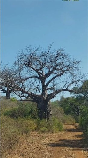Boabab tree ( Adansonia)