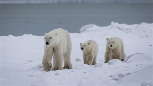 Rare polar bear adoption could save cub's life