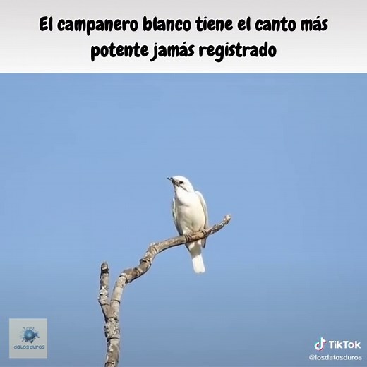 El campanero blanco: el ave con el canto más potente