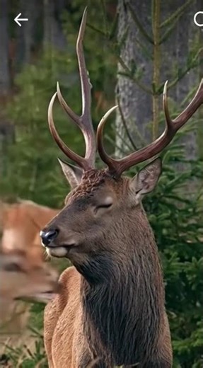 SCARY SOUND! Authentic Bull Elk Bugle #shorts