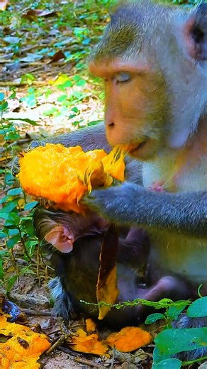 Mom Spring love mango after gave birth | Angkor Forest