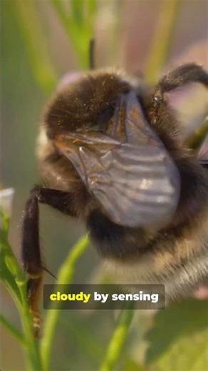 How Far Can Bees Really Fly