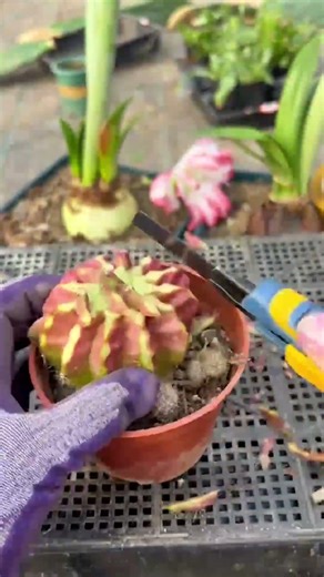 Cactus Grafting for Beginners | Step-by-Step Guide