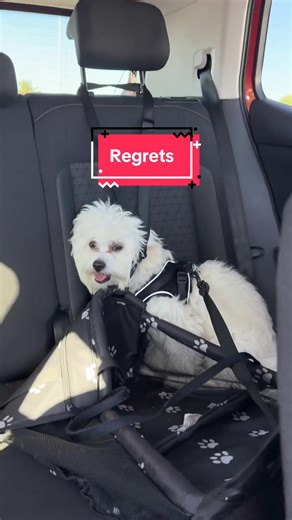 Maltese Dog Antics: Hilarious Wenzanii Moments