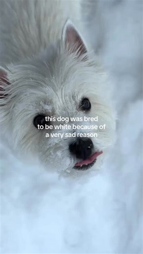 Westie on Instagram: "Credit @littlelumiverse westie fact #2 Another fact I learned about Westies that I DIDN’T EVEN know as a Westie owner - and honestly, this one made me emotional 🤍 Meet the West Highland White Terrier (Westie). Westies weren’t always white. In the 1800s, they came in many colors: brown, brindle, wheaten. But everything changed because of Colonel Edward Malcolm. During a hunt in Scotland, he accidentally shot and killed his favorite reddish-brown terrier, mistaking it for a 