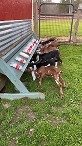 39K views · 1.4K reactions | Of course nothing happens without the camel getting in on it! | Goat Daddy's Farm | Facebook