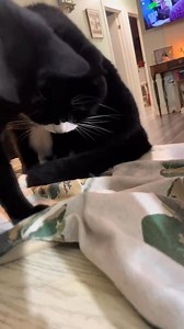 4.5K views · 116 reactions | #bam #boom #bap #cats #blackandwhite #boys #catsoftiktok | Reznor The Cat | Facebook