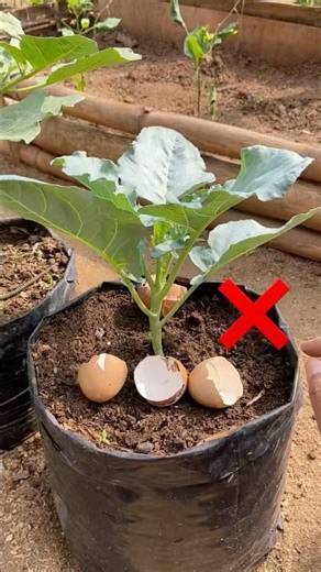 Easy way to grow broccoli using eggshells as fertilizer🥚🥦 #gardeningtips